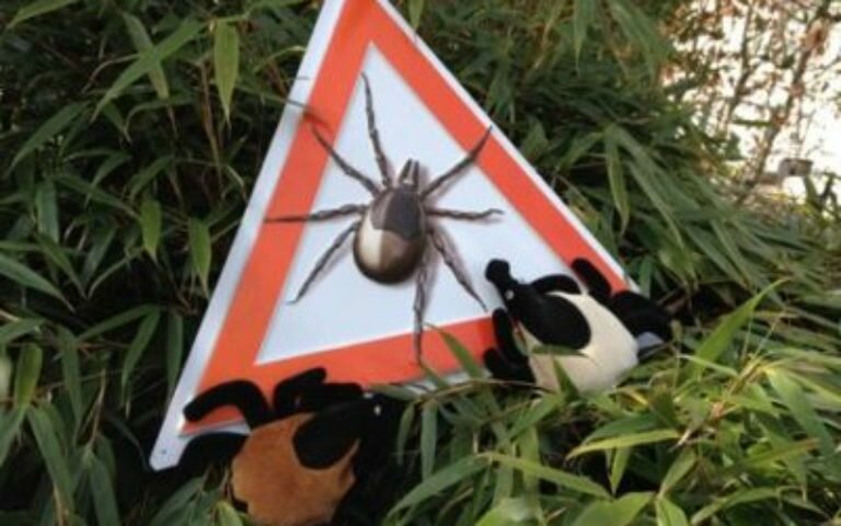 BCA-clinic initiiert internationalen Vergleich von Borreliose-Behandlungskosten