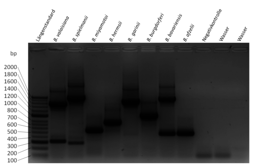 BCA-Forschungsteam entdeckt erstmals Zecke mit Borrelia miyamotoi in Augsburg