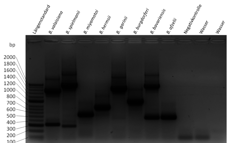 BCA-Forschungsteam entdeckt erstmals Zecke mit Borrelia miyamotoi in Augsburg