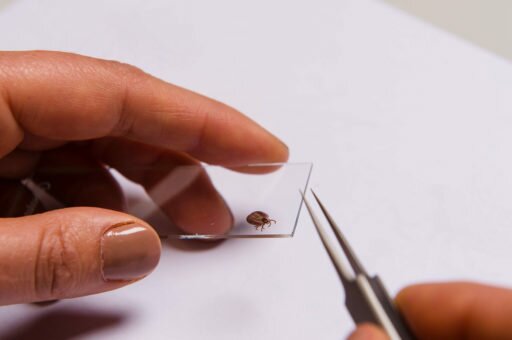 Which Lyme Co-Infections Are Most Dangerous?