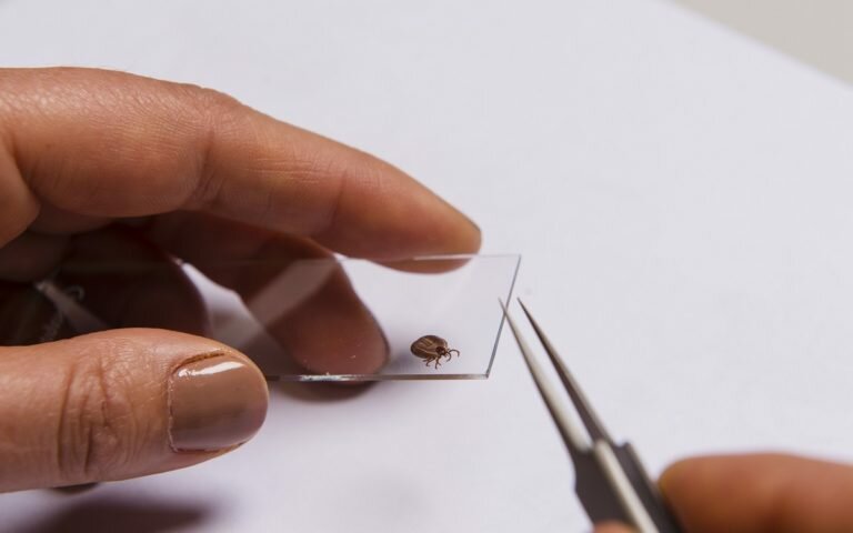 Sending A Tick To The BCA-Lab: What Happens Next?